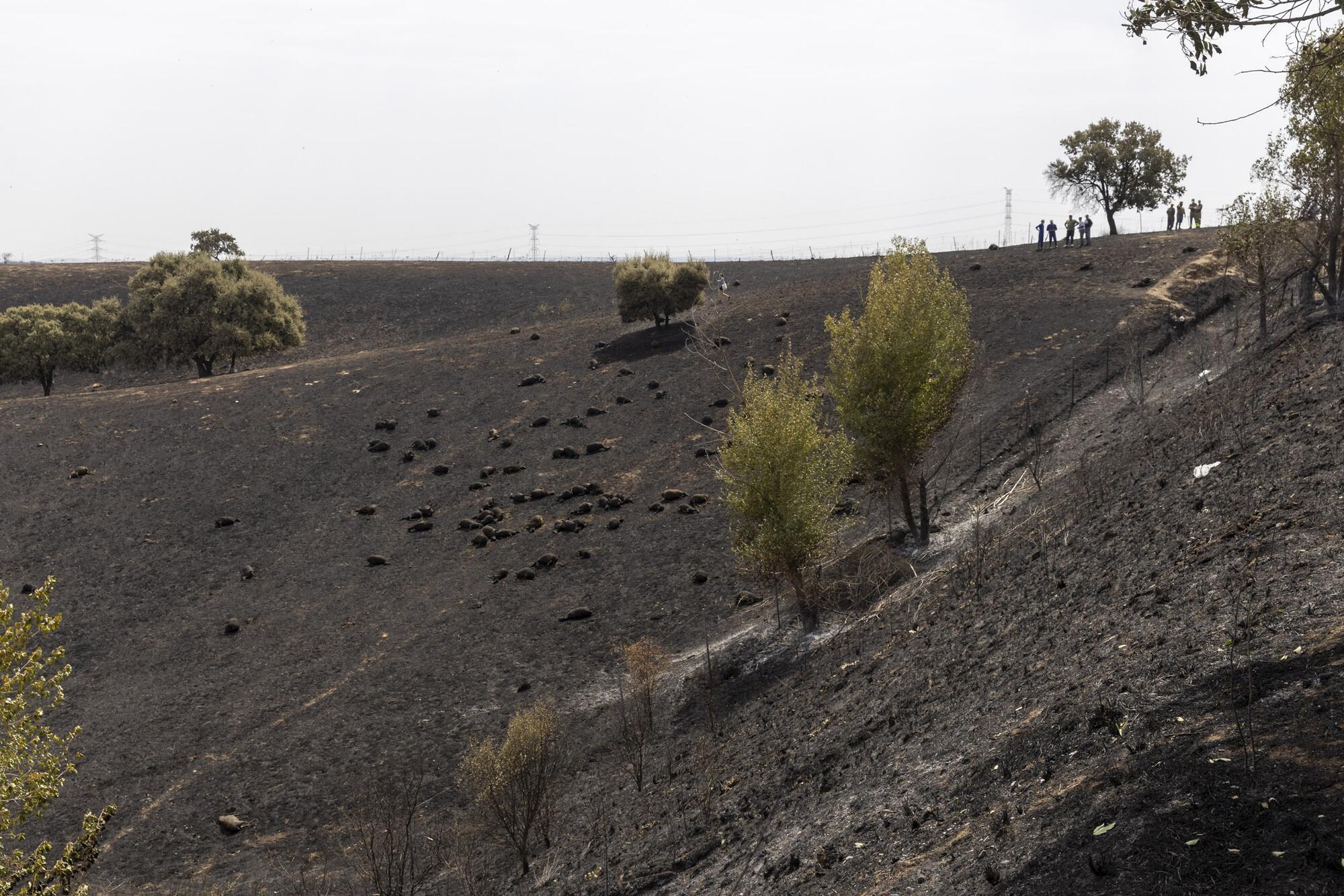Incendio Tres Cantos - 15